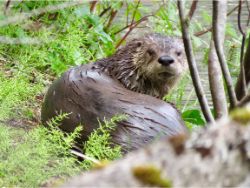 North American River Otter